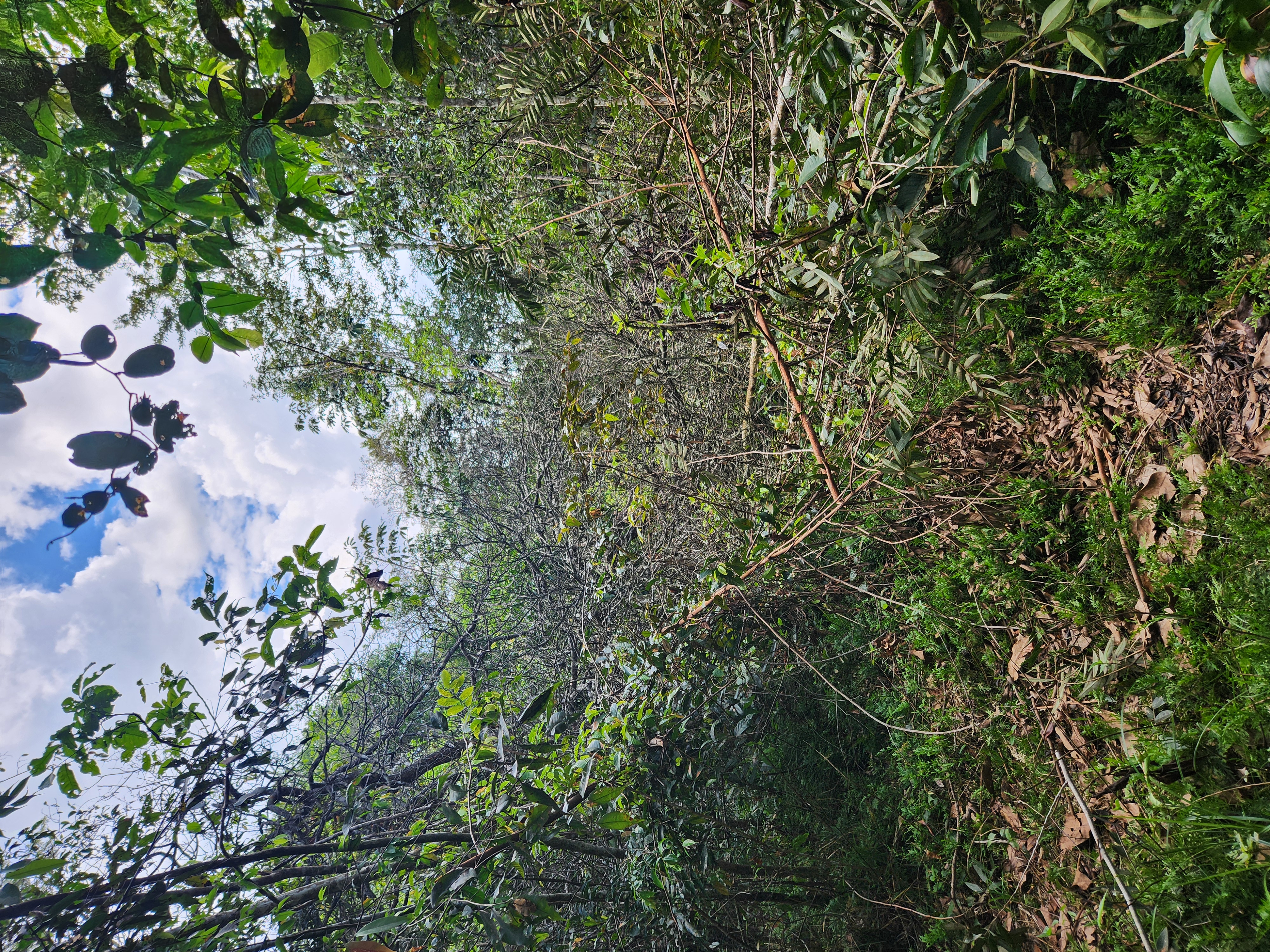 Brazilian Amazon