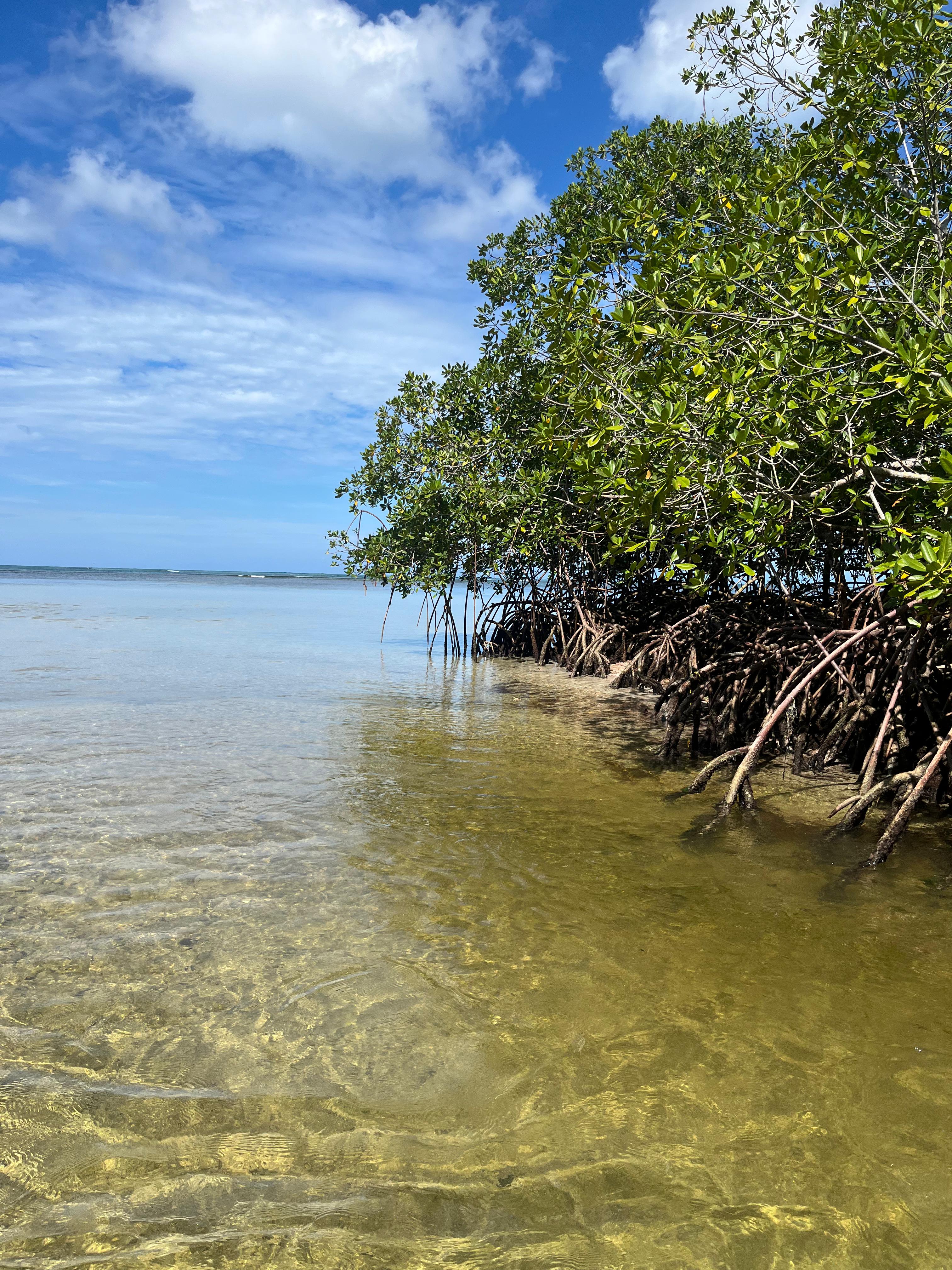 Caribbean Mangroves